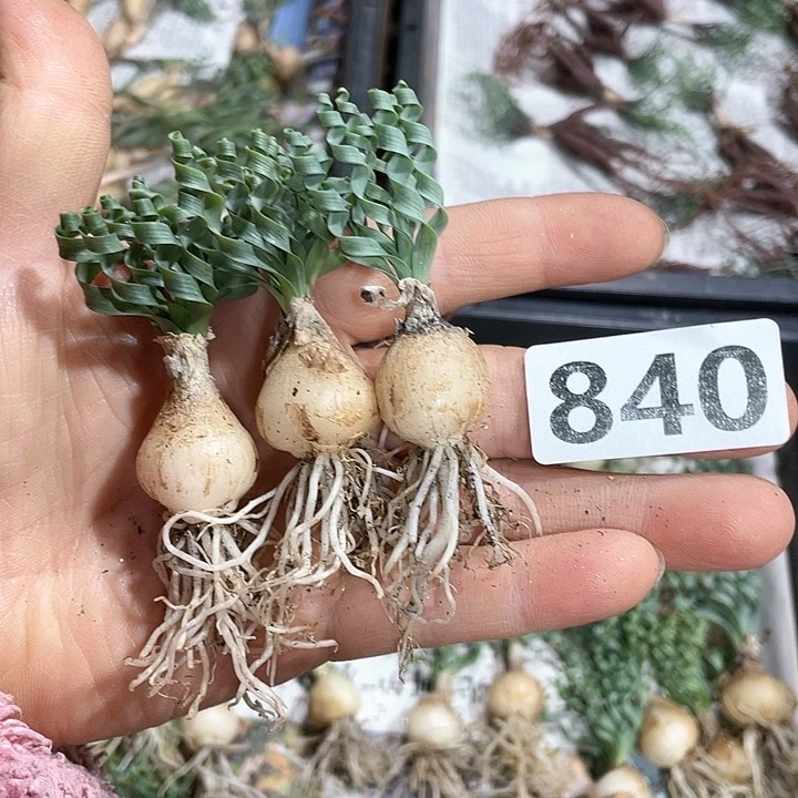 石*840贵妃弹簧草3颗