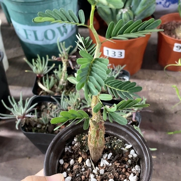 846沙漠苏木块根