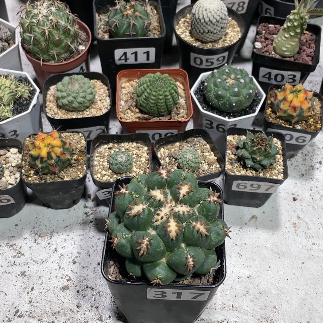 317短豪刺象牙仙人球