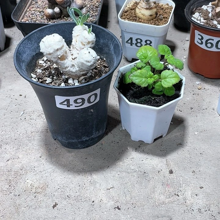 2****逢490刨花角厚墩菊➕爱氏延命草