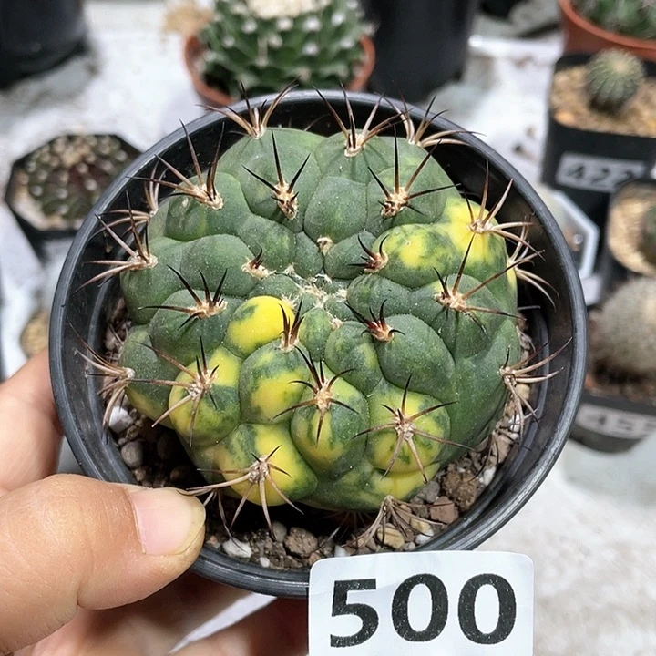 500实生天紫玉自然锦