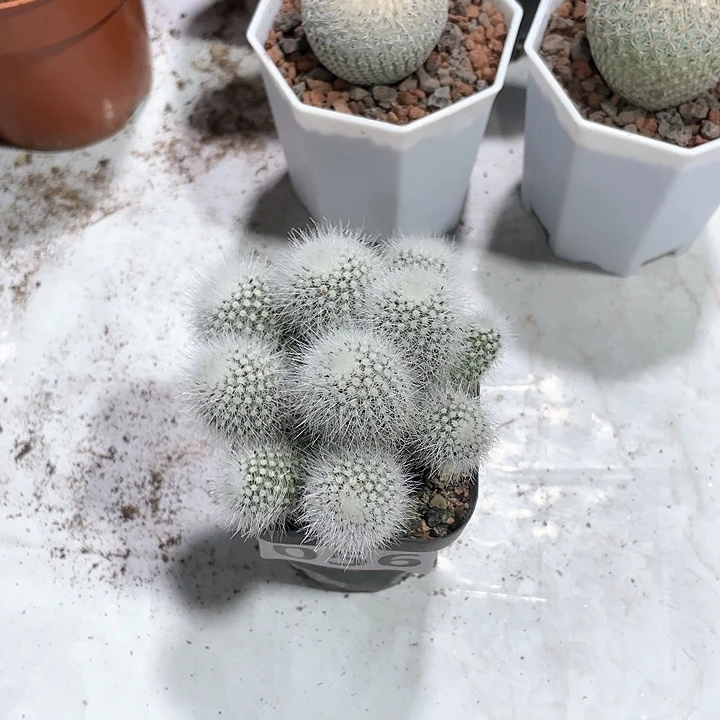 3**师056实生白小丁多头