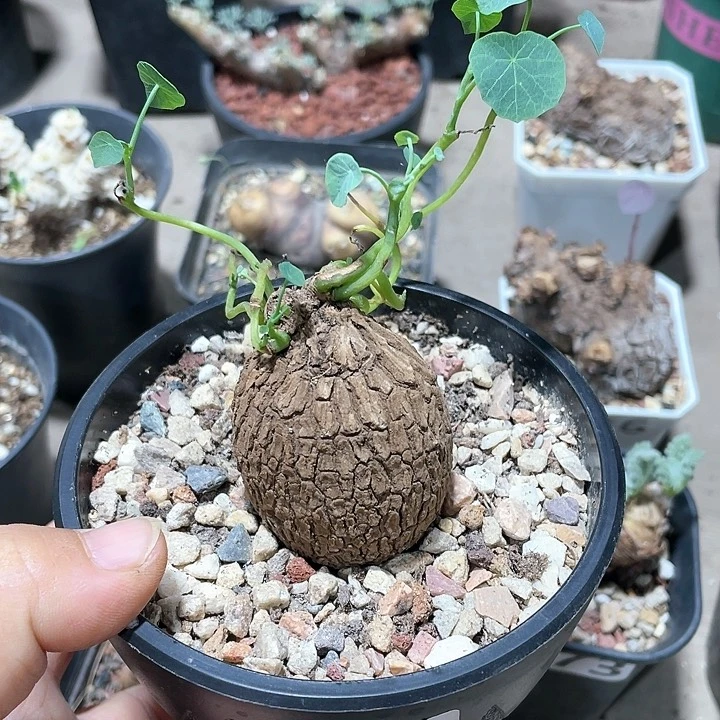 041泰系荔枝龟块根