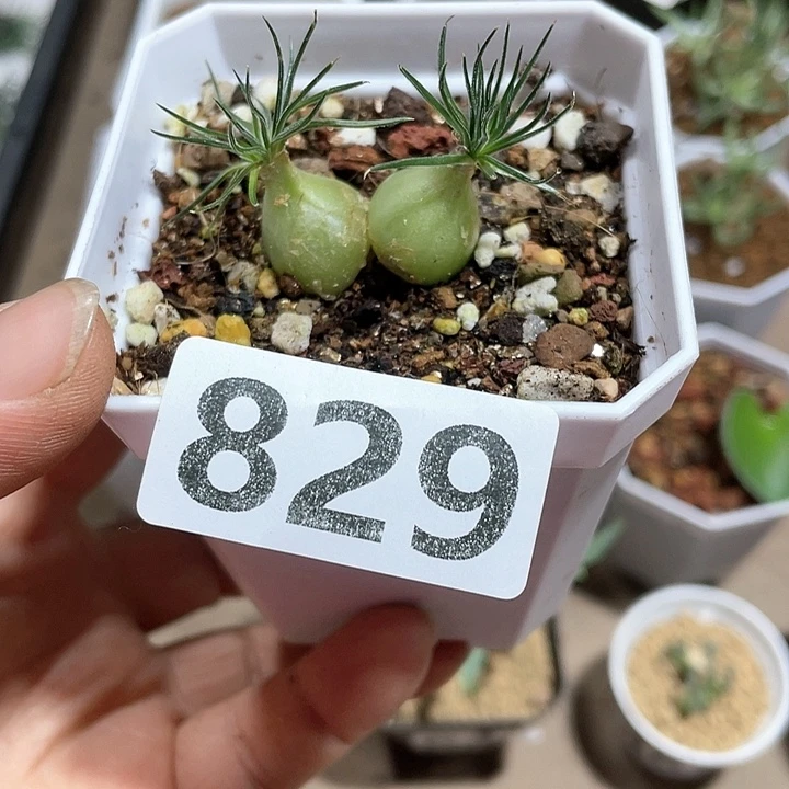 82双头毛叶迷你海葱