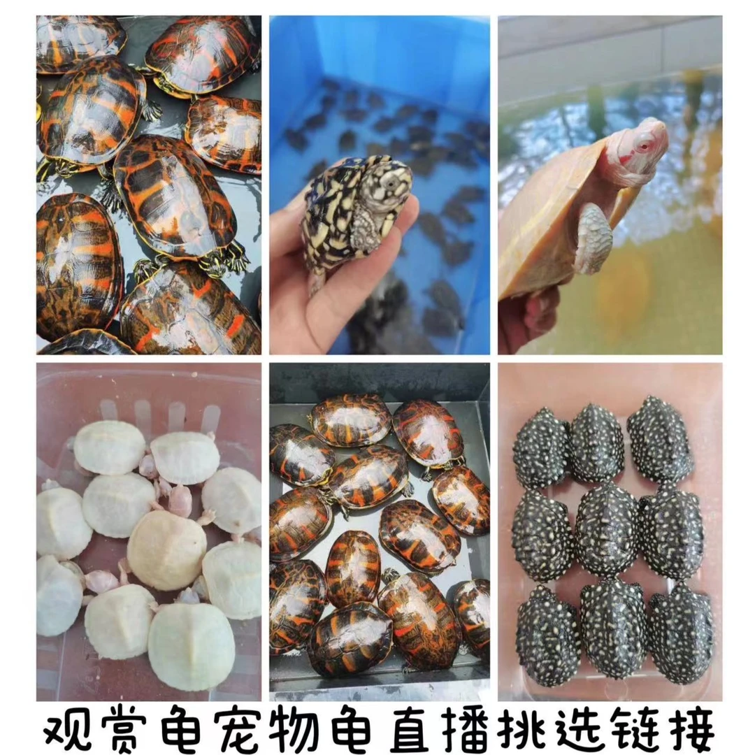 观赏龟宠物龟直播挑选链接