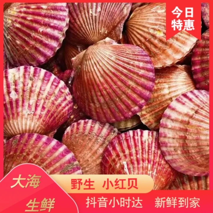 鲜活海捕小红贝5/斤 29.9元   海虹5斤 29.9元
