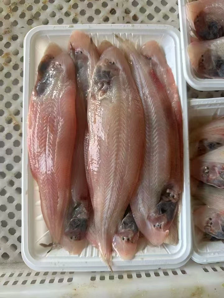 渤海湾冻盘小塔目尖发四盘鲜美可口