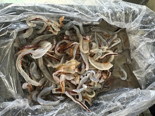 爽脆美味海蜇丝青皮切丝发四斤半