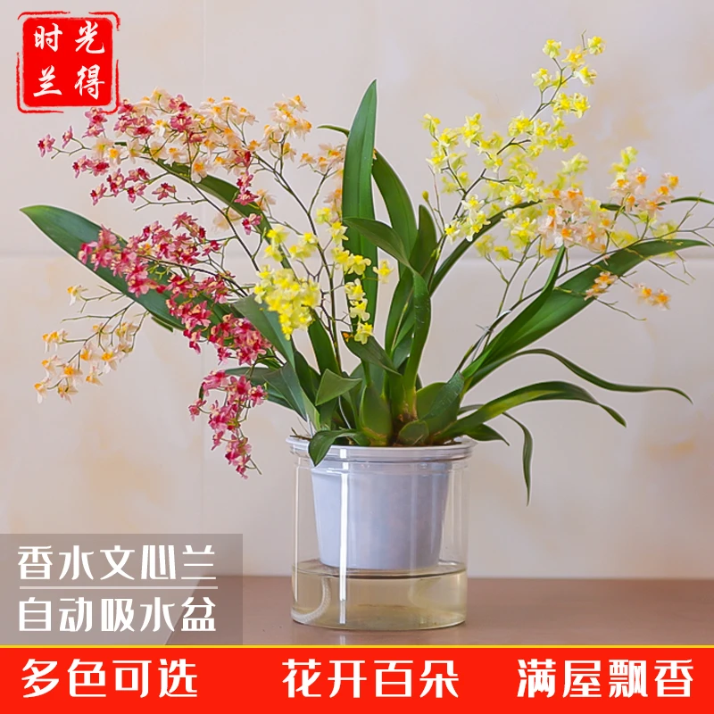 【多色文心兰送懒人盆】香水文心兰花梦香带花苞浓香型花卉