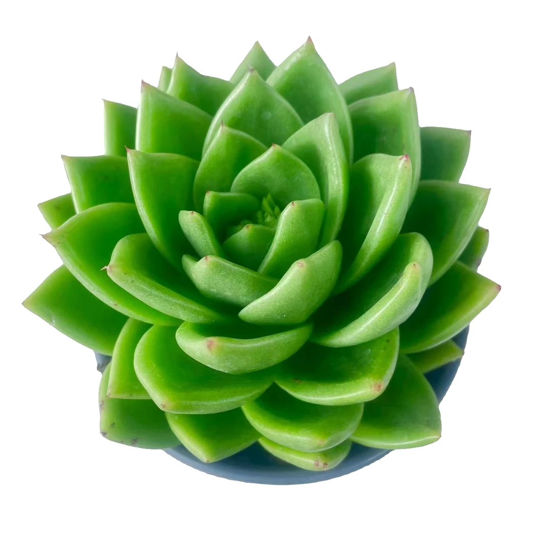 翠花精品多肉  新手好养满9.9包邮直播间标准发货精选精养空气根