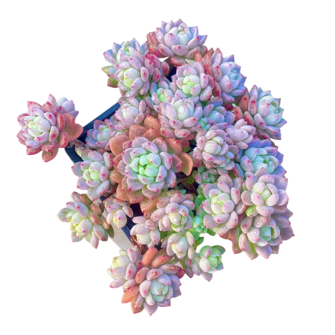 桃酥精品多肉  新手好养满9.9包邮直播间标准发货精选精养空气生