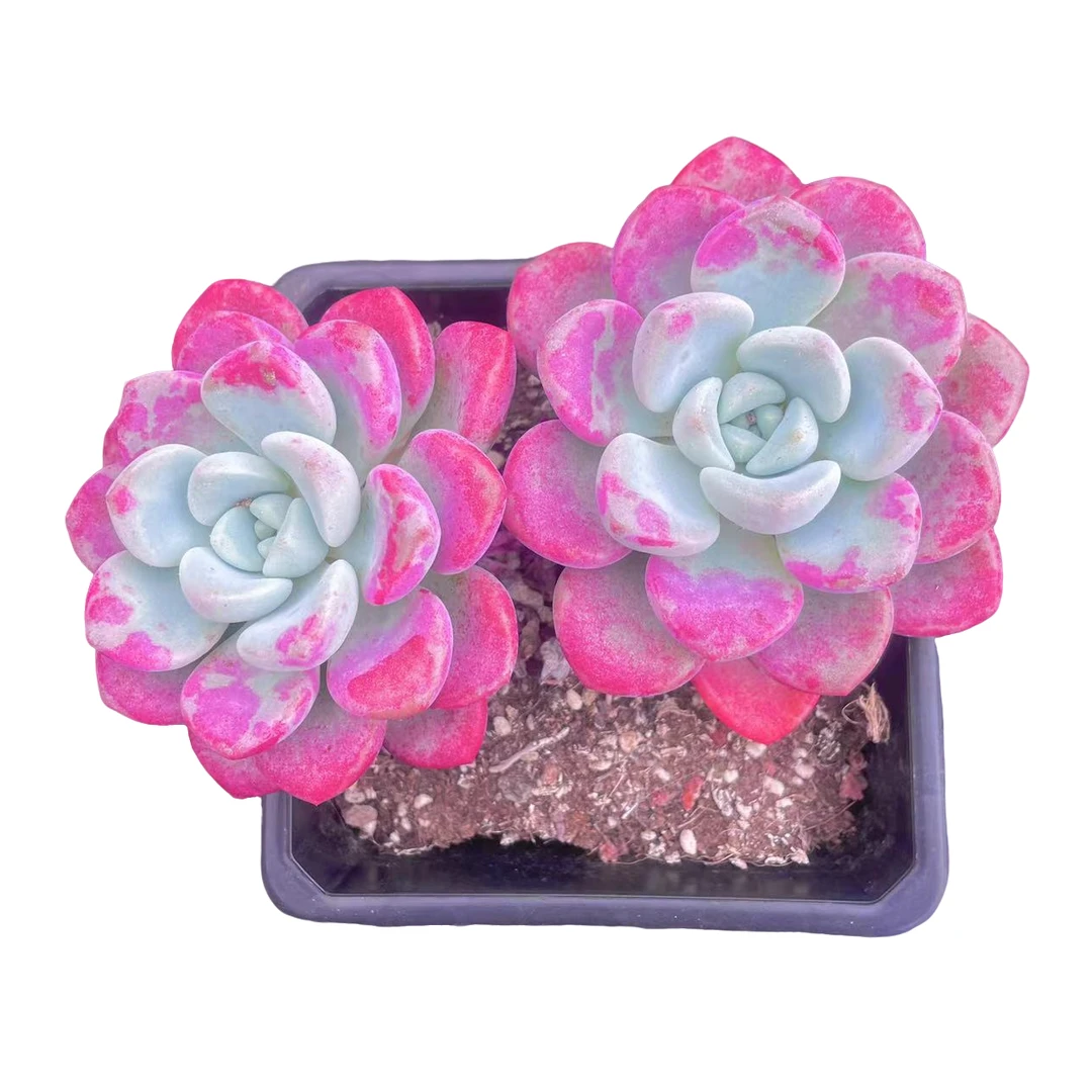 花斑鹿精品多肉 胖大嫂多肉 新手好养满9.9包邮直播间为标准发货