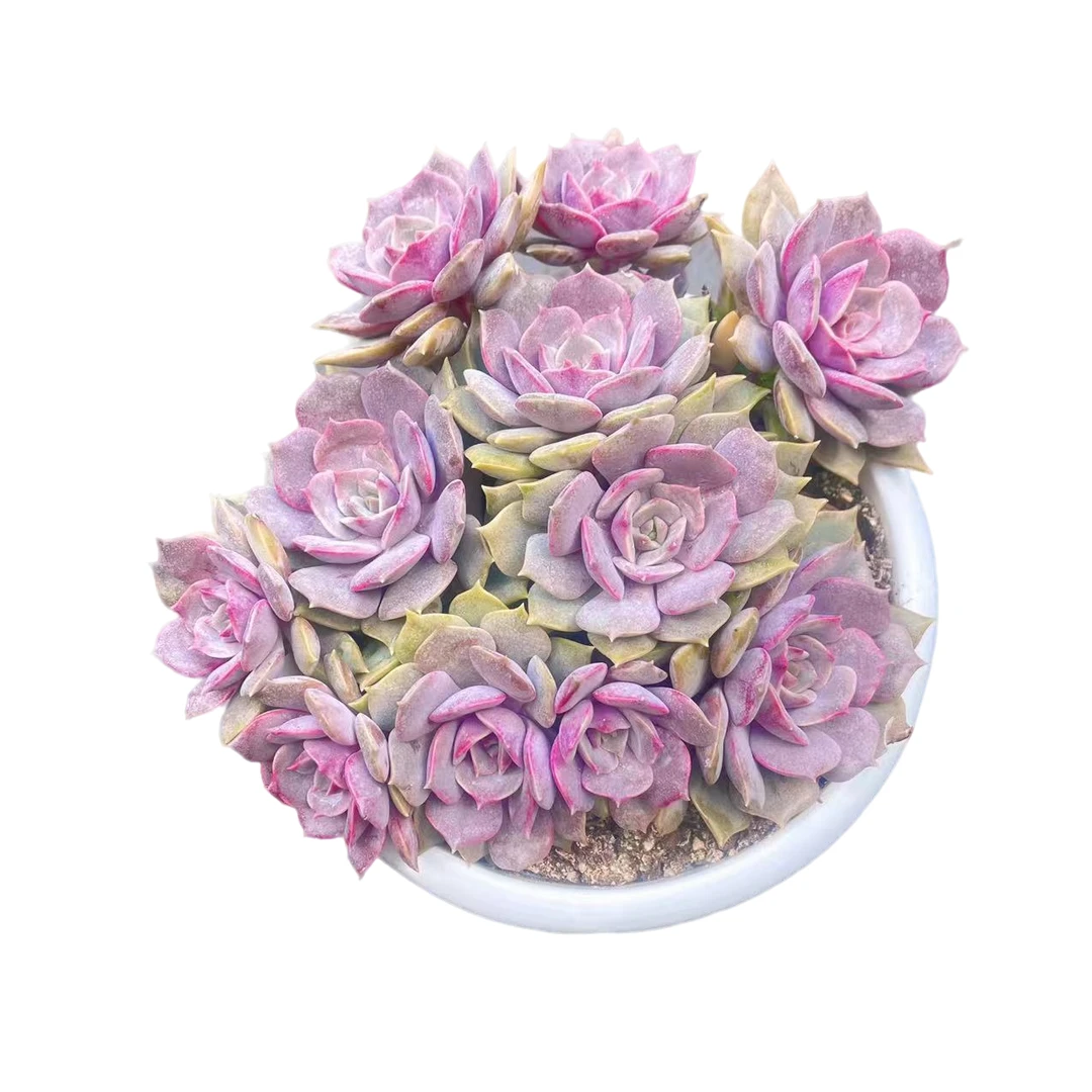 紫姬精品多肉  新手好养 满9.9包邮直播间为标准发货精选精养空气