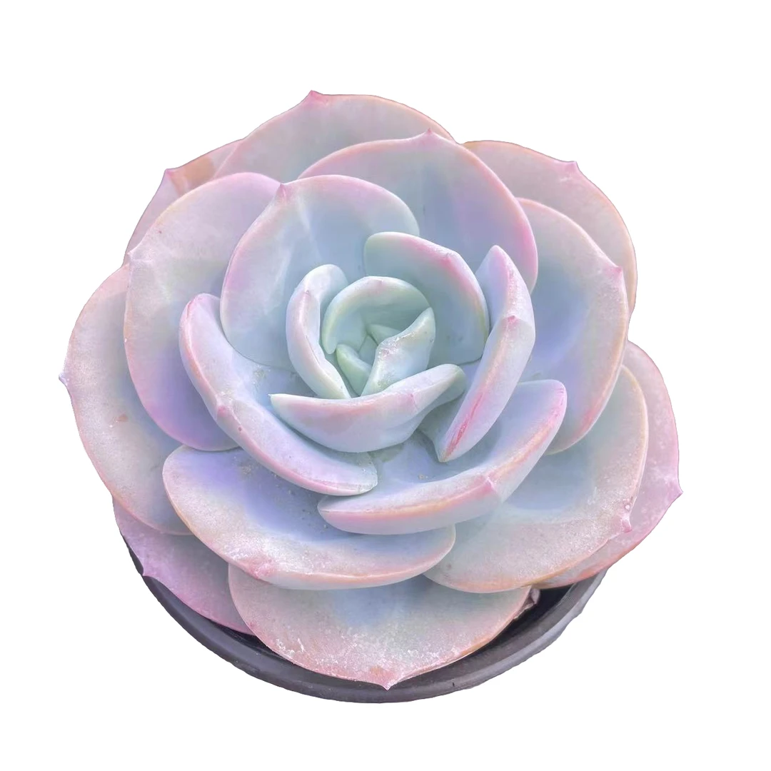 奶盖精品多肉  新手好养 满9.9包邮以直播间为标准发货精选精养