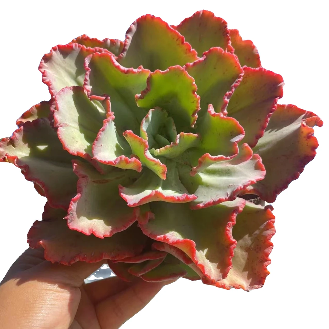 舞会红裙精品多肉   新手好养 满9.9包邮以直播间为标准精选精养