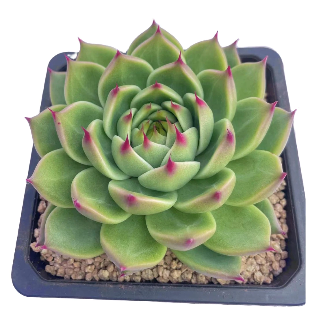 圆叶托斯卡内利多肉植物  新手好养满9.9包邮以直播间为标准 星花