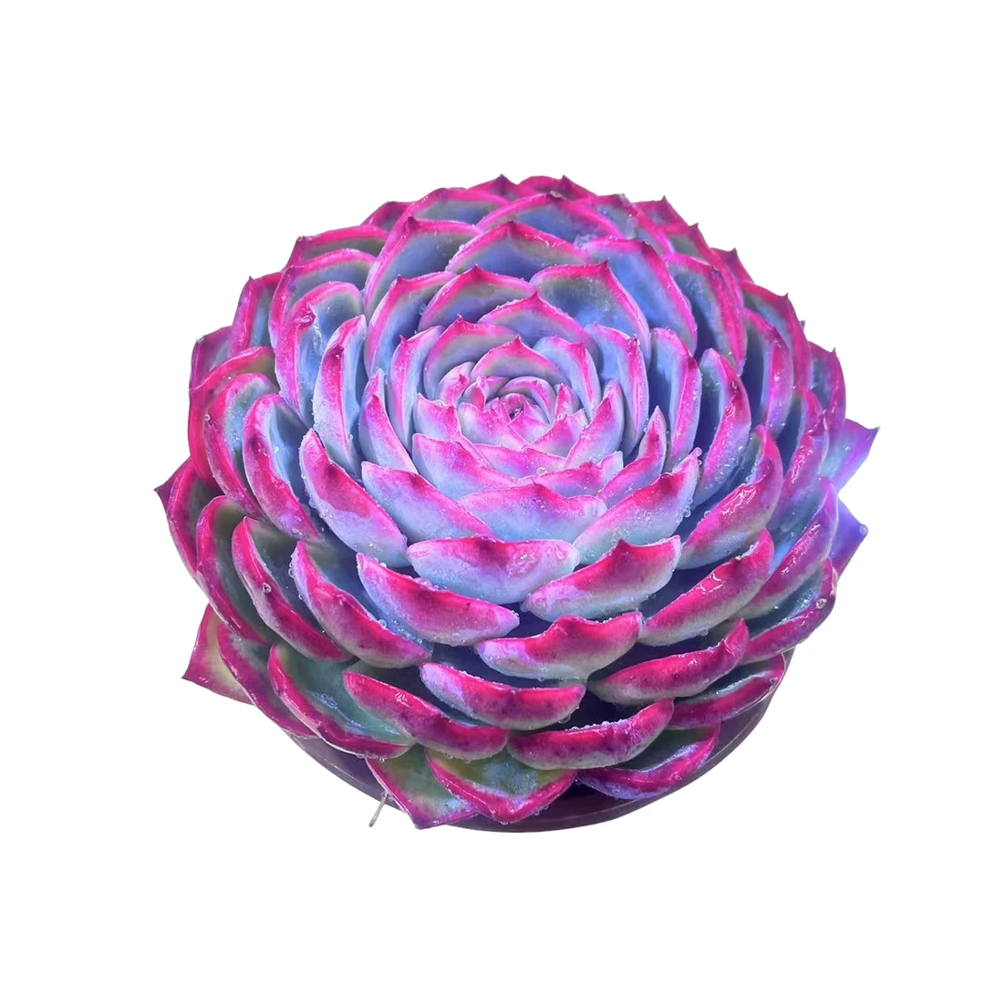 侧影精品多肉植物 新手好养满9.9包邮直播间标准发货精选精养