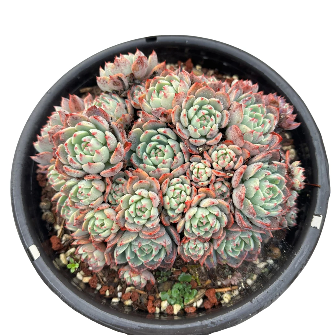 娜娜小沟  新手好养 满19.9包邮以直播间为标准