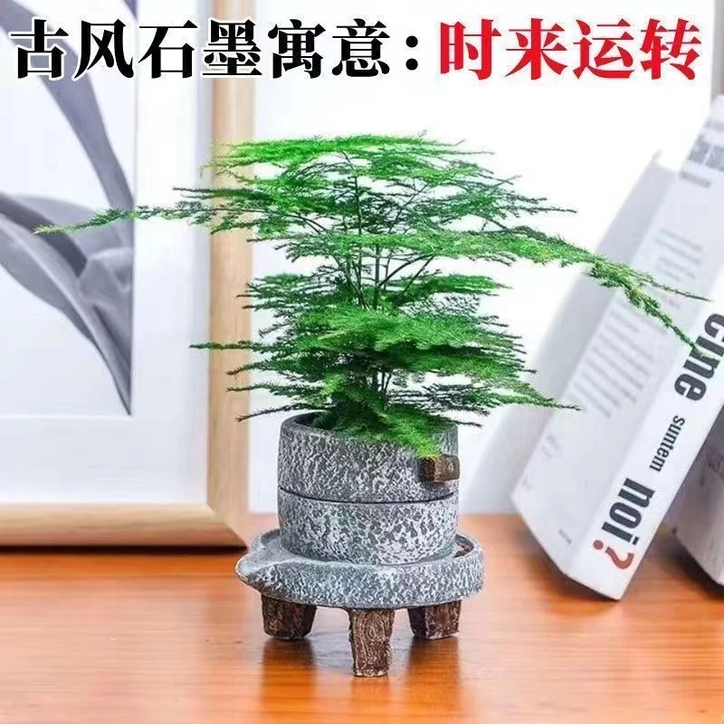【精品】文竹盆栽室内绿植物花卉盆景办公室客厅桌面好养四季常青