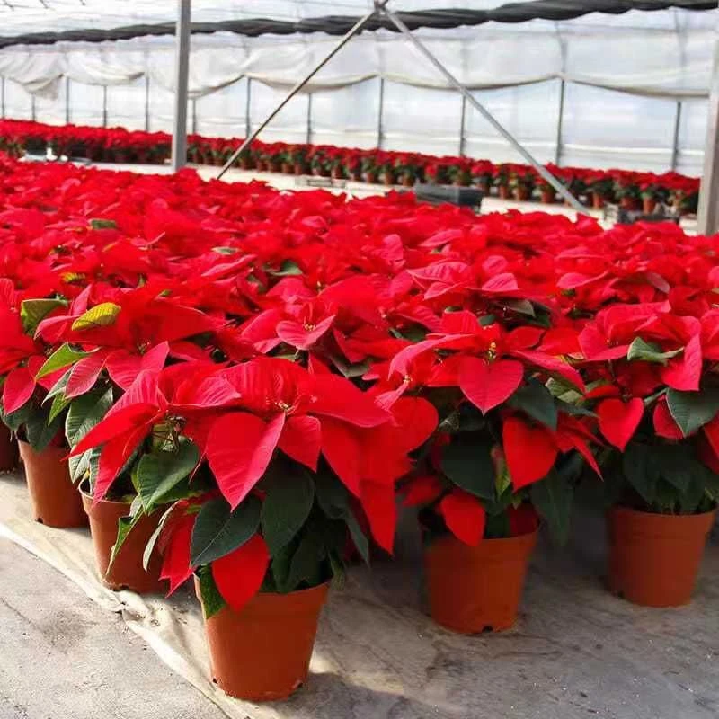 一品红盆栽中国红鲜花盆栽四季开花室内客厅红叶绿植花卉净化空气