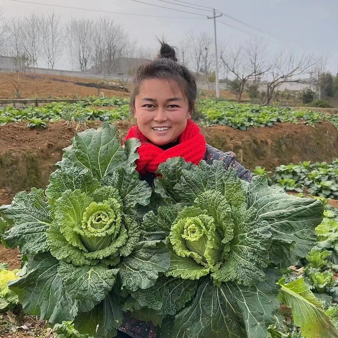 贵州青口白菜农村露天种植大白菜吃活菜火锅炒菜很安逸5/10斤好吃