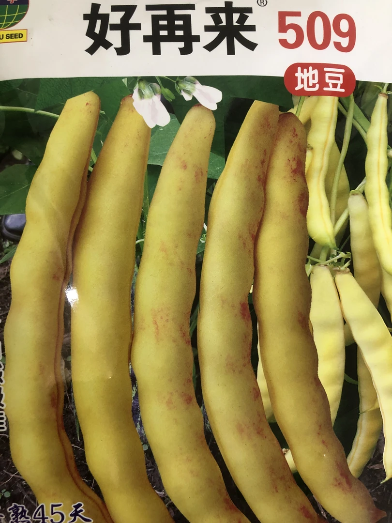 好再来509地豆拍一发二