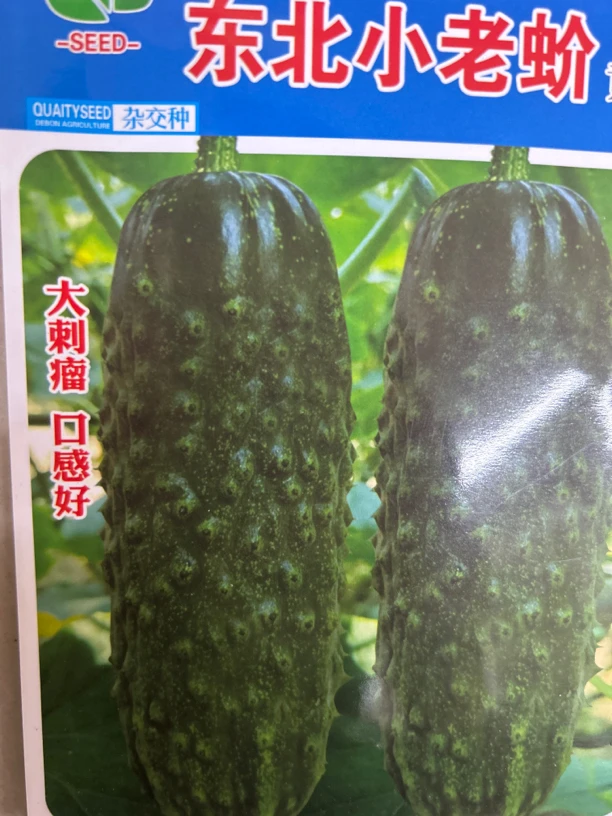 东北小老蚧黄瓜种子
