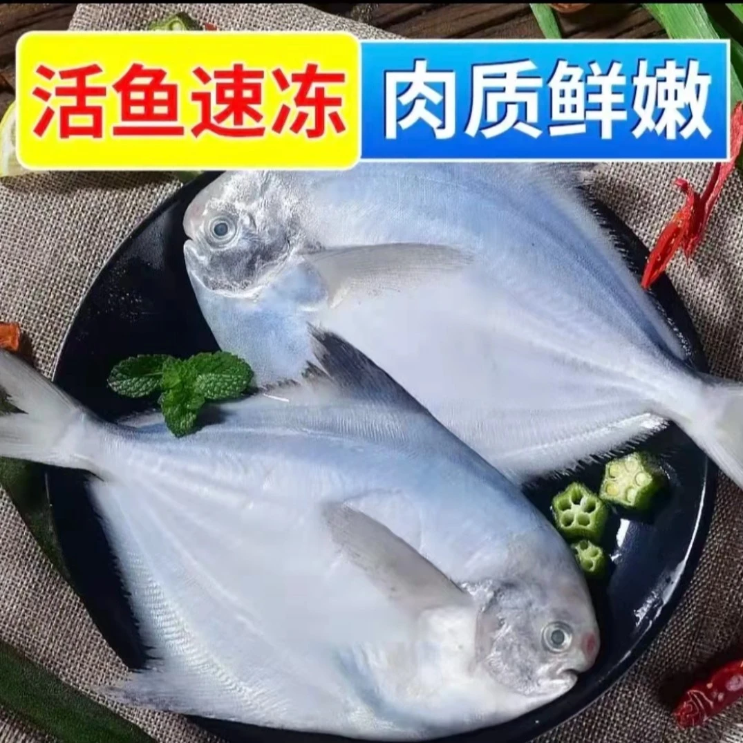 山东冷水海域野生银鲳鱼6条/斤 纯野生 肉质鲜嫩 4斤