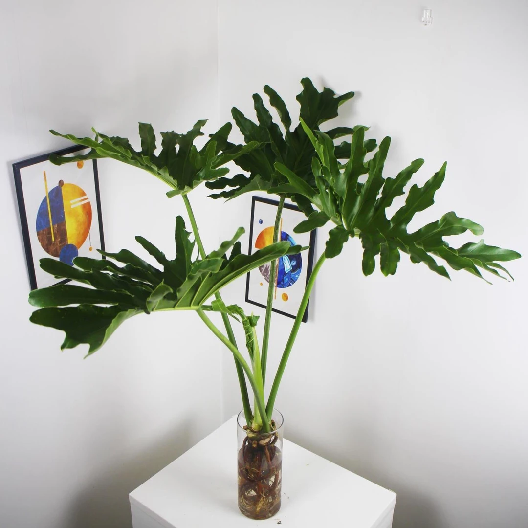 卫生间可养水培小天使无需光照桌面水培春羽办公桌室内好养绿植