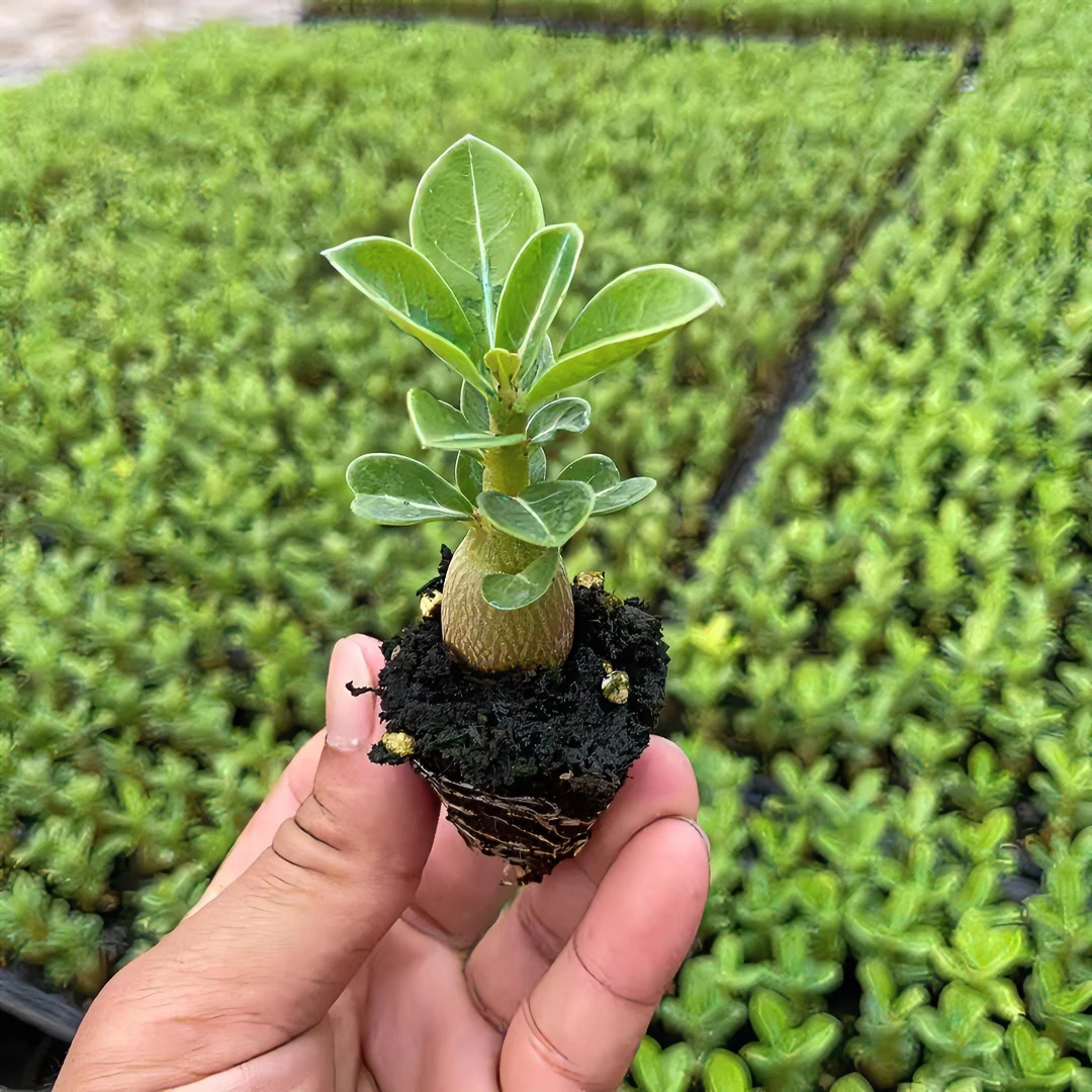沙漠玫瑰花苗观花植物四季开花室内绿植花卉盆栽随机发货光照窗台