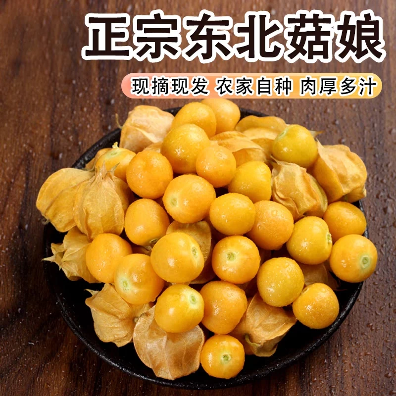 东北菇娘果齐齐哈尔直发5斤带箱