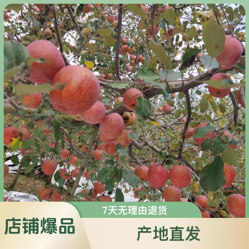 四川汉源冰糖心苹果