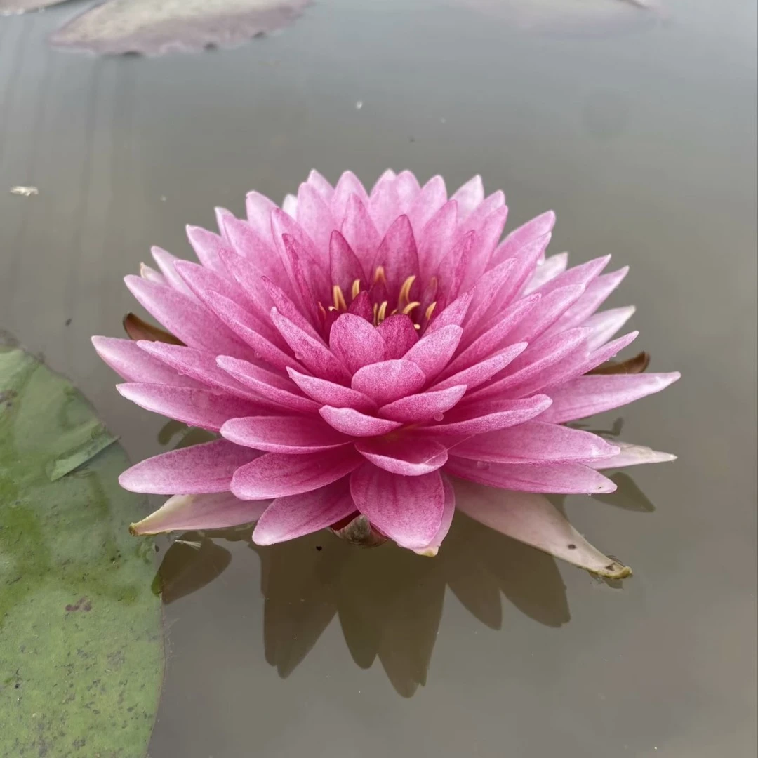 【马哈颂巴】耐寒池塘水池睡莲带花苞 发货水培植物大型睡莲