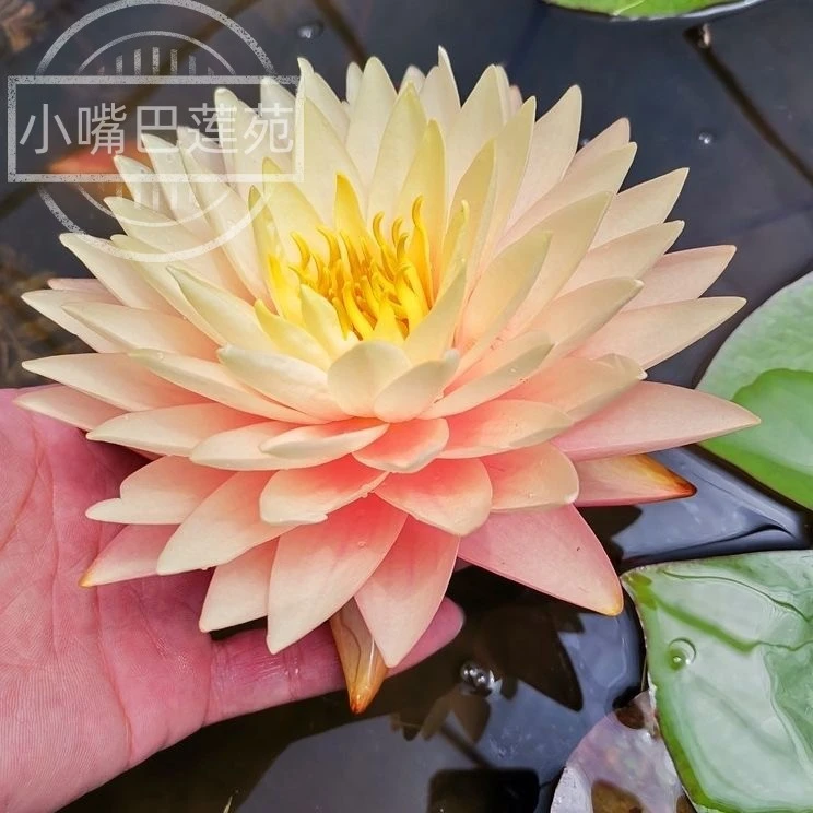 【新娘】 耐寒对版睡莲带花苞 池塘睡莲花庭院水池水培植物鱼池睡莲