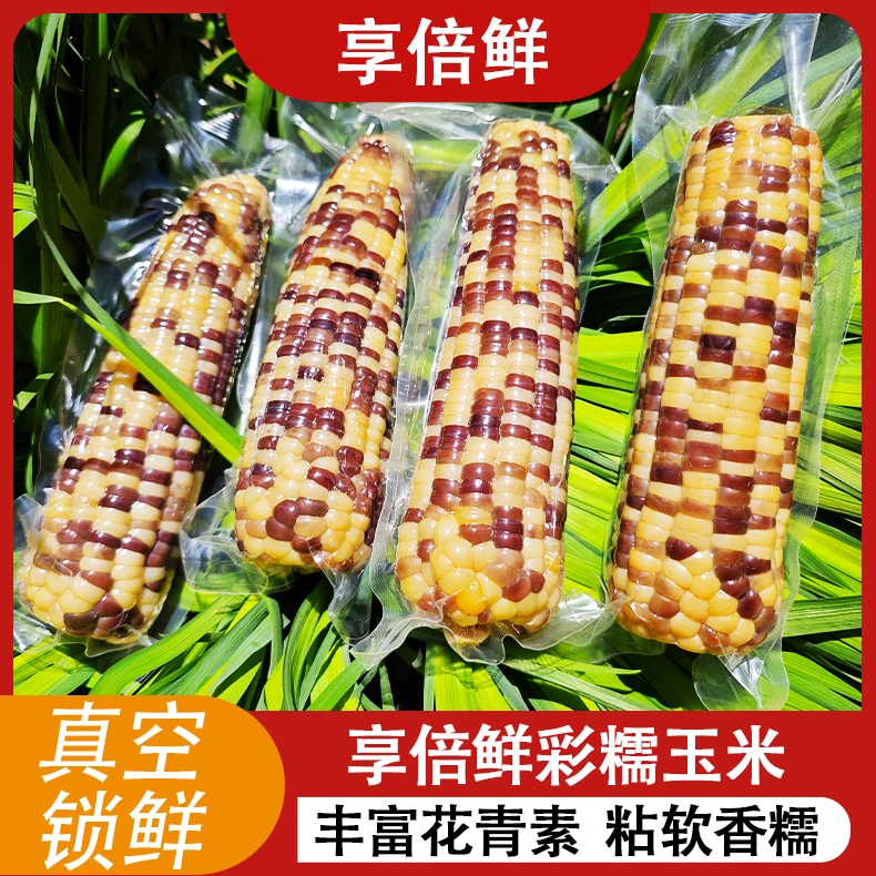 大彩糯玉米12根净重3600克富含花青素东北黑龙江直发大果280-320g