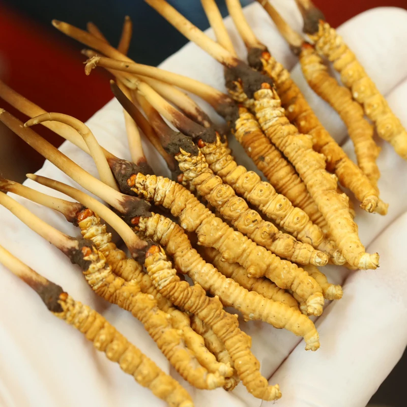 【央吉专属】200根1.2-1.5克/根 2024新鲜冬虫夏草 送礼正品保证