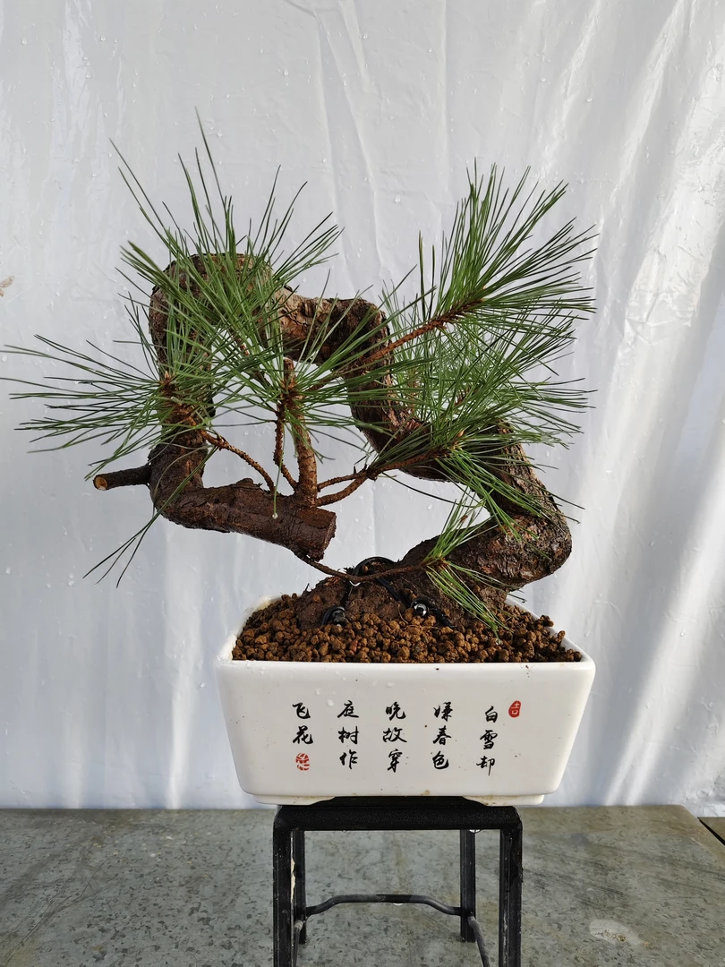 造型盆景一物一拍