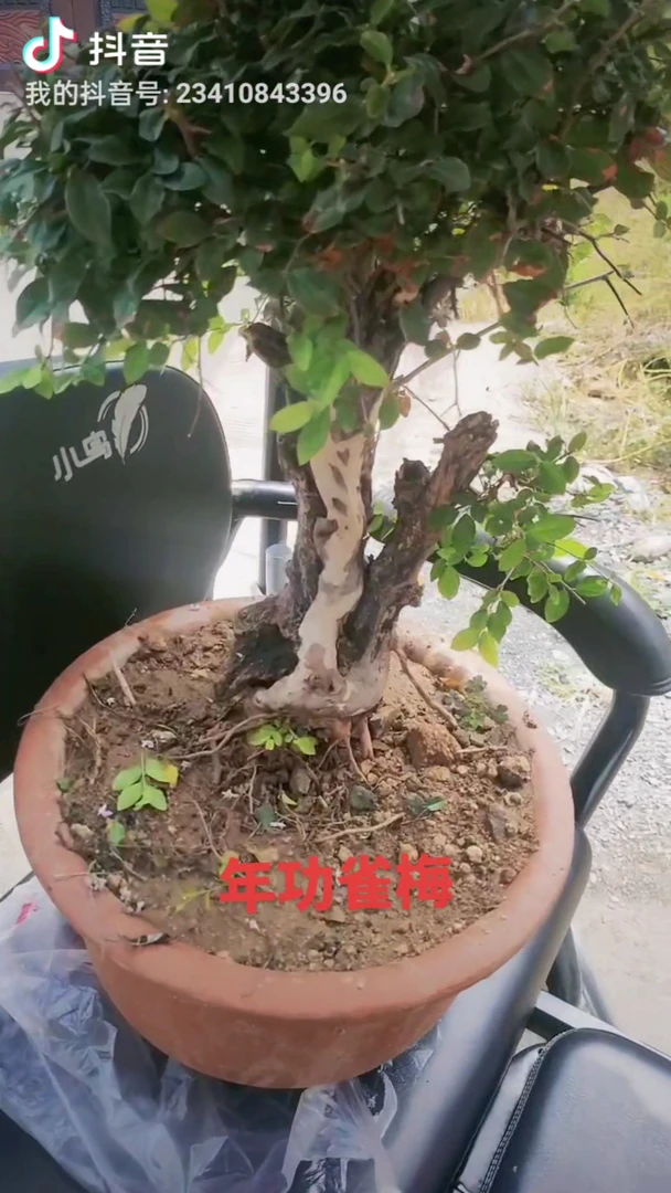 精品黄荆自行下单