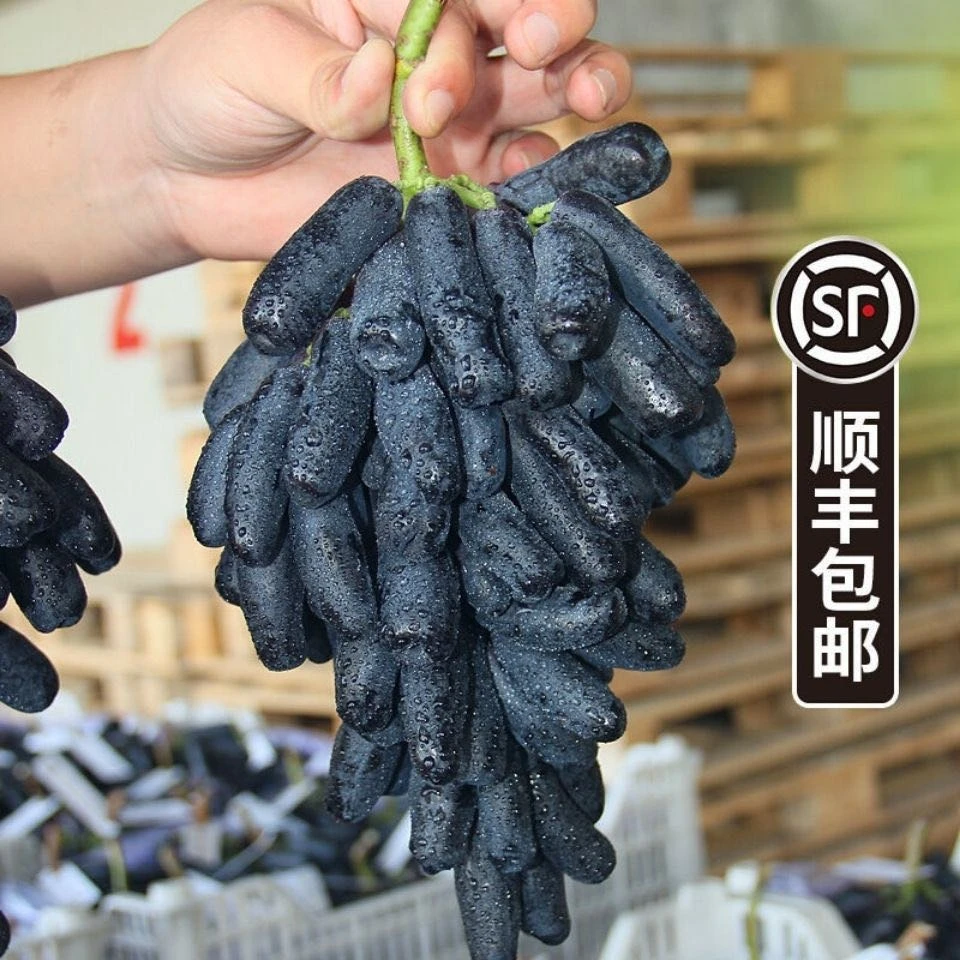 蓝宝石葡萄无籽金手指黑提美人指无核提子新鲜西昌葡萄【顺丰包邮】