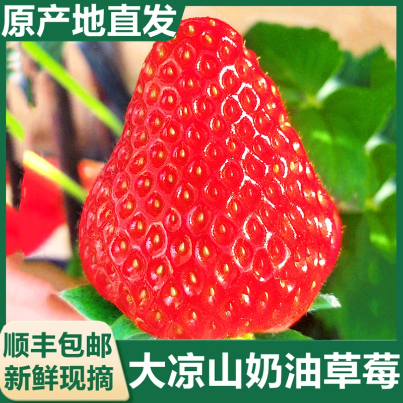 【顺丰包邮】四川大凉山奶油草莓新鲜孕妇水果露天草莓现摘当季水果