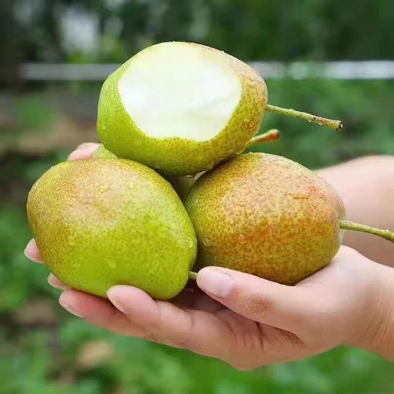 【达吾水果】产地直采香蕉巴梨12斤起特惠家庭装（同城骑手配送到家）