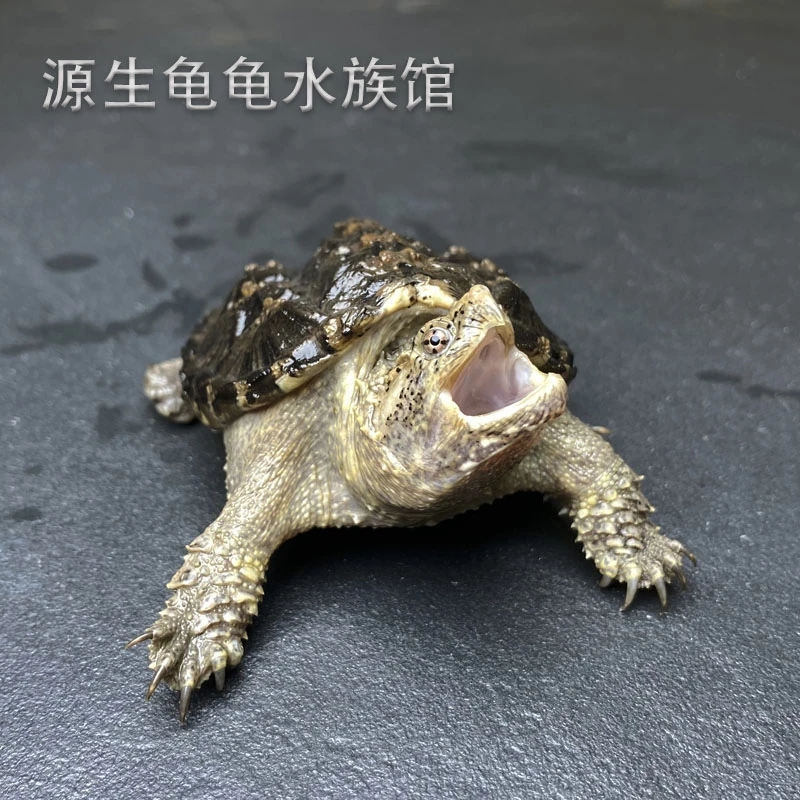 爆刺纯白黑佛鳄一代头苗宠物龟乌龟