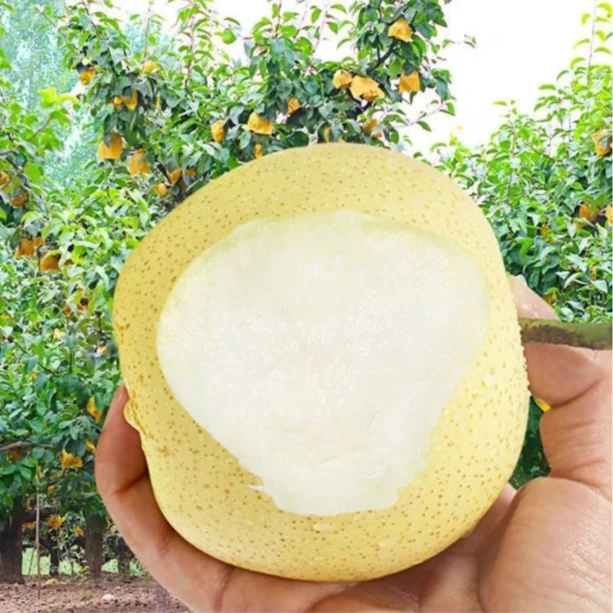 【邮政助农】正宗黄墩皇冠香梨