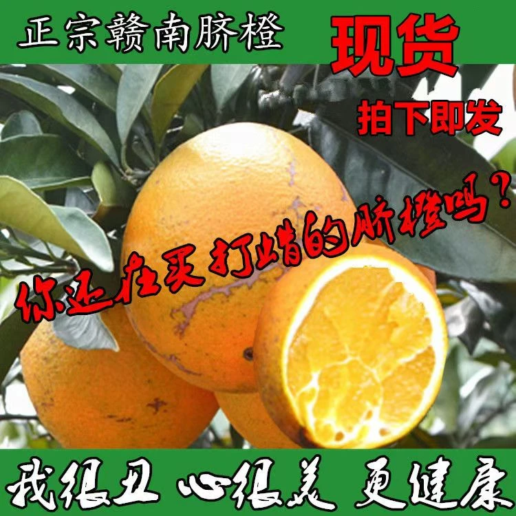 老爷爷果园脐橙花皮，果玲珑果（赣南脐橙）