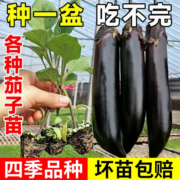 四季茄子苗紫把长茄苗大龙茄子苗线茄孑苗圆茄青茄秧四季种蔬菜苗