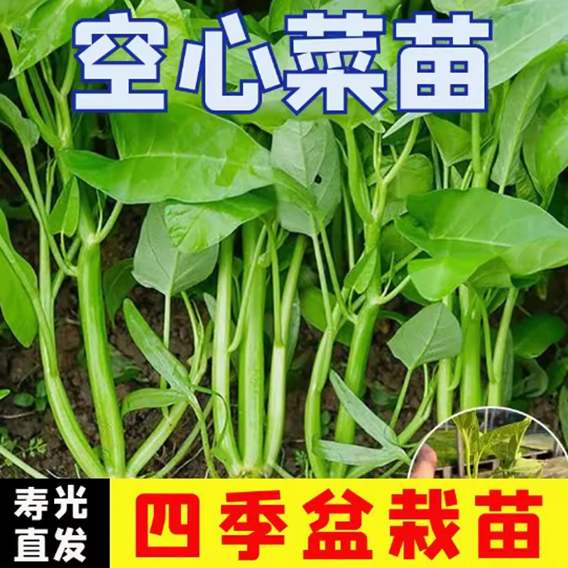 空心菜苗阳台盆栽多次采收四季菜苗水上种植蔬菜菜籽菜种苗种带根