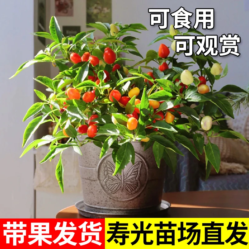 五彩辣椒盆栽朝天椒泡椒带果发货可食用室内阳台结果绿植蔬菜观赏