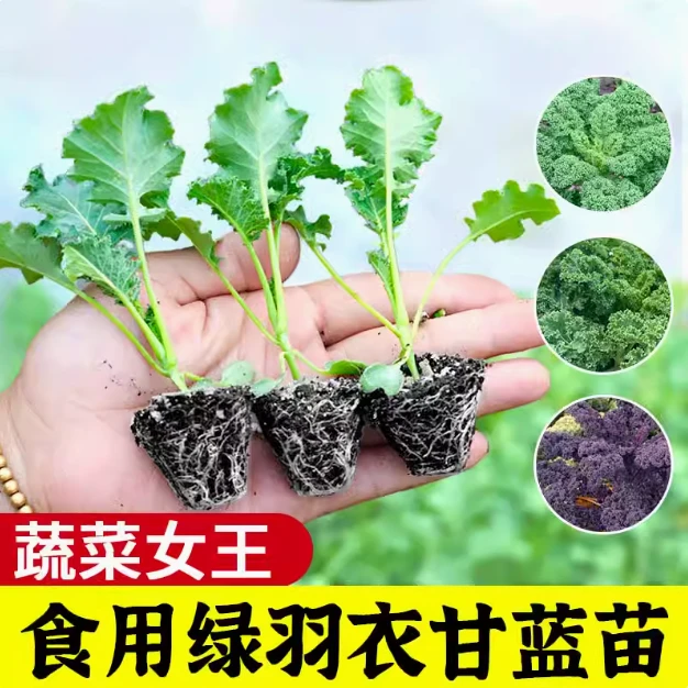 羽衣甘蓝苗阳台盆栽秧苗蔬菜种子苗子四季种籽南方种雨衣甘蓝菜苗