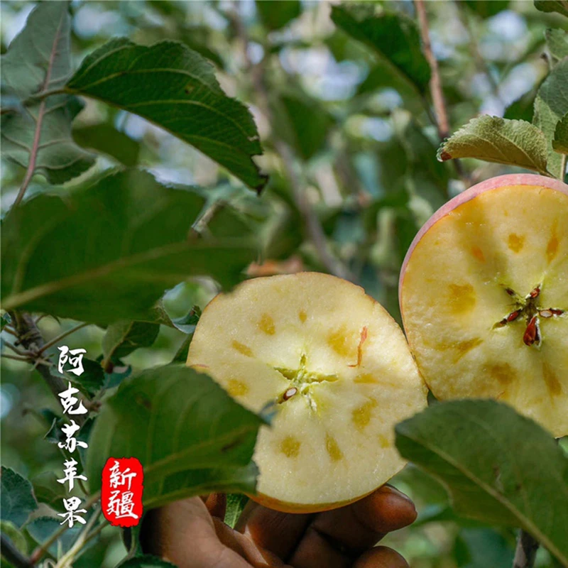 新疆正宗阿克苏冰糖心苹果红富士酸甜当季新鲜丑苹果顺丰整箱