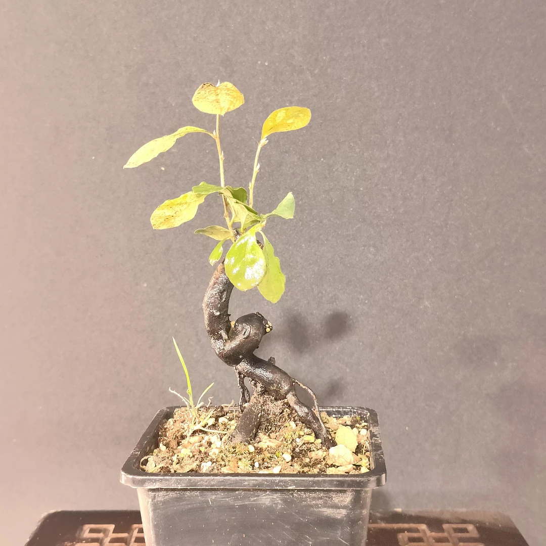 一物一拍-直播盆景专用